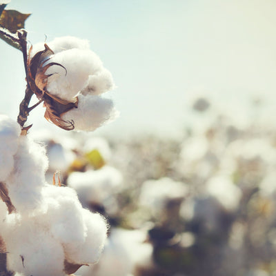 Cottoning On | Organic Cotton's Benefits