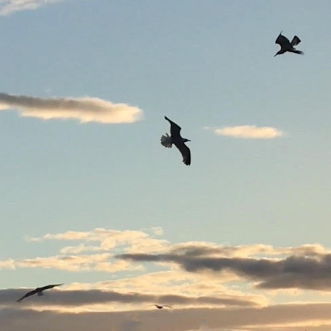 Soaring seagulls at dusk in St Andrews, Fife.